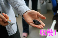 毛玉の収穫