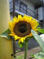 ひまわり