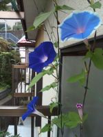 朝顔