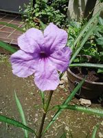 なぞの花