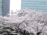 桜シーズン到来