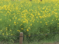菜の花