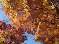 山中湖へ紅葉ドライブ