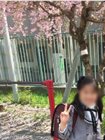 桜が満開の入学式