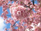 遅咲きの梅と、早咲きの桜サムネイル画像