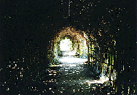 花トンネル