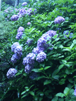 雨の鎌倉サムネイル画像