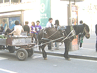 写真車4