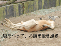 サファリ8