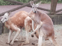 カンガルーに癒されるサムネイル画像