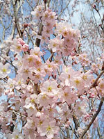 桜　追っかけ隊サムネイル画像