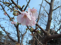 伊藤小室桜