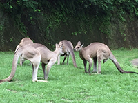 カンガルーに接近！