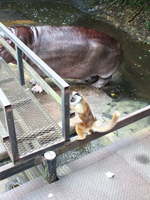 カバとキツネザル