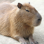 開放的な動物園