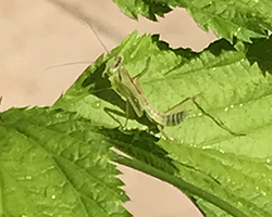 ハラビロカマキリ 三齢幼虫