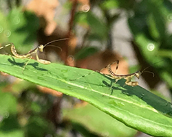 ハラビロカマキリの赤ちゃん