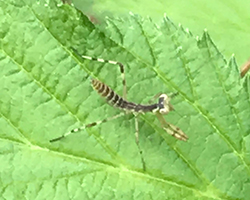 ハラビロカマキリの初齢幼虫