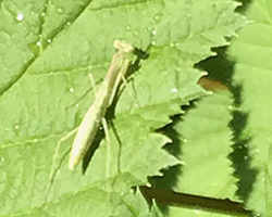 ハラビロカマキリ 幼虫