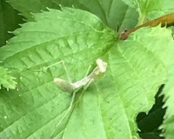 ハラビロカマキリ 幼虫