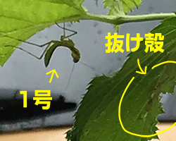 ハラビロカマキリ 脱皮後　幼虫