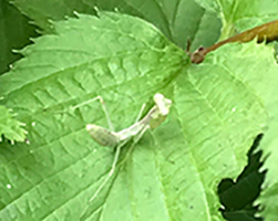 ただただ、カマキリのことサムネイル画像