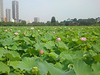 池全体