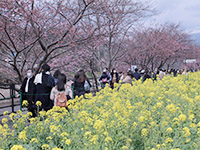 桜と菜の花