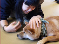 豆柴カフェで柴犬に囲まれてサムネイル画像