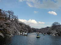 お花見散歩サムネイル画像