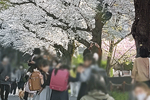 桜3