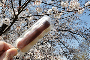 コロナ禍の桜たちサムネイル画像