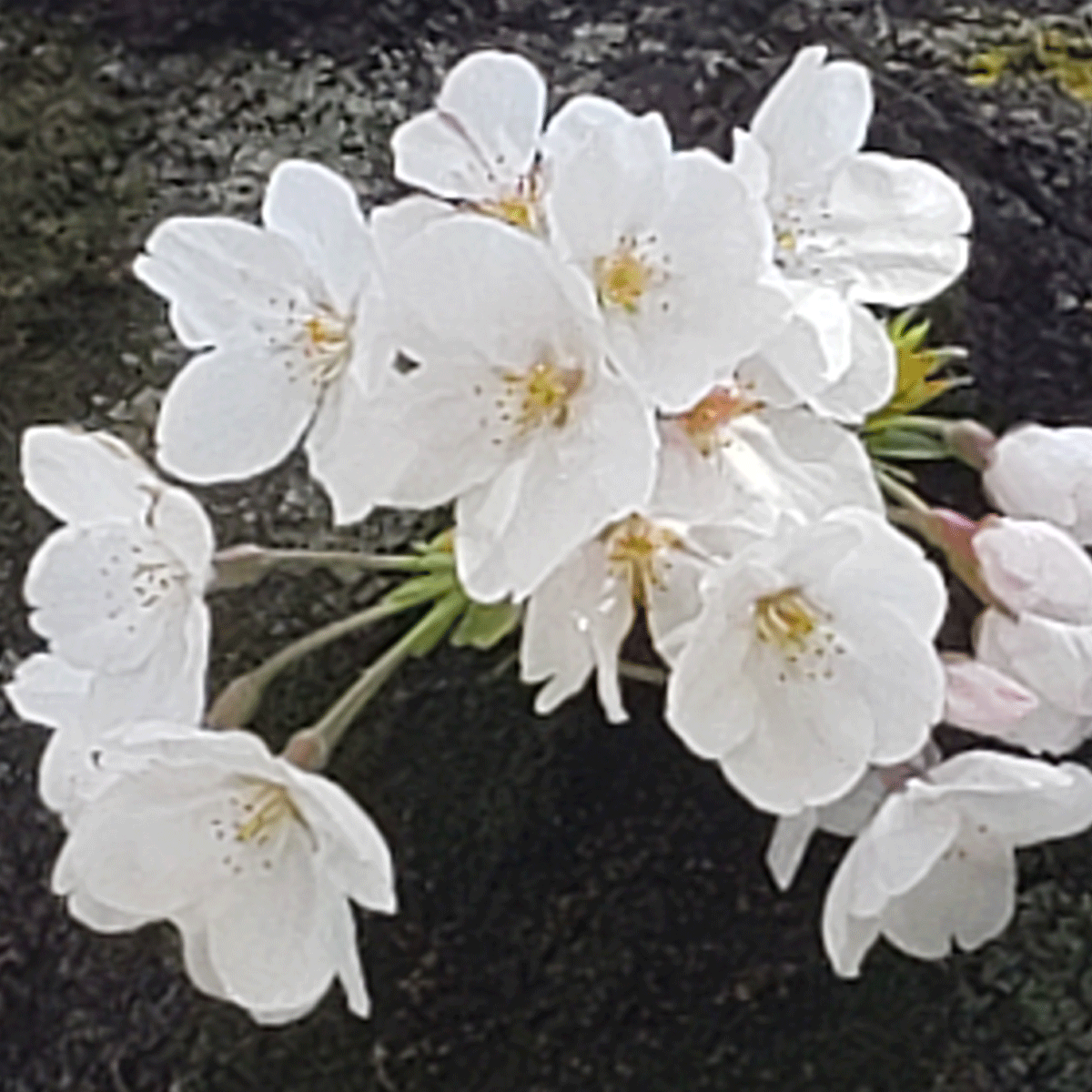 コロナ禍の桜たち