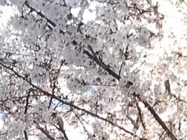 桜1