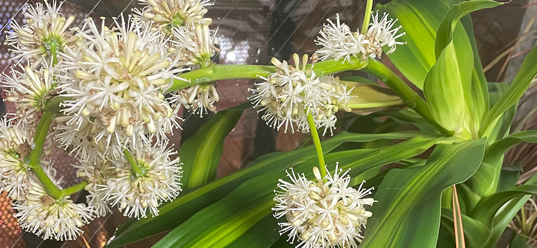 ドラセナの花サムネイル画像