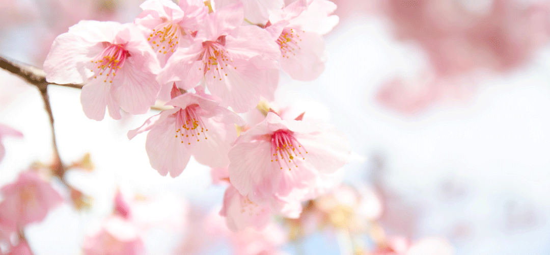 桜のトンネルを抜けてサムネイル画像