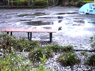 雨に散る桜1