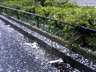 雨に散る桜2
