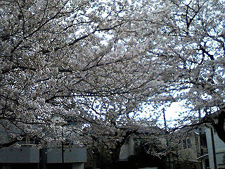 散るも満開の桜